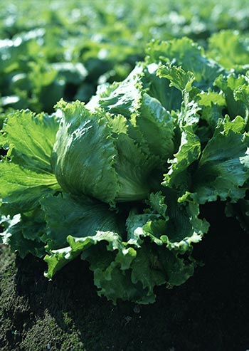 健康に育った野菜