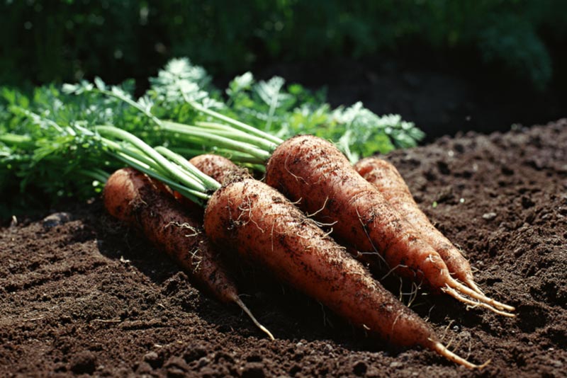 作物はできるだけそのまま全部を食べる
