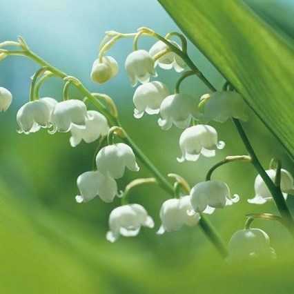 爽やかさのあるスズランの花